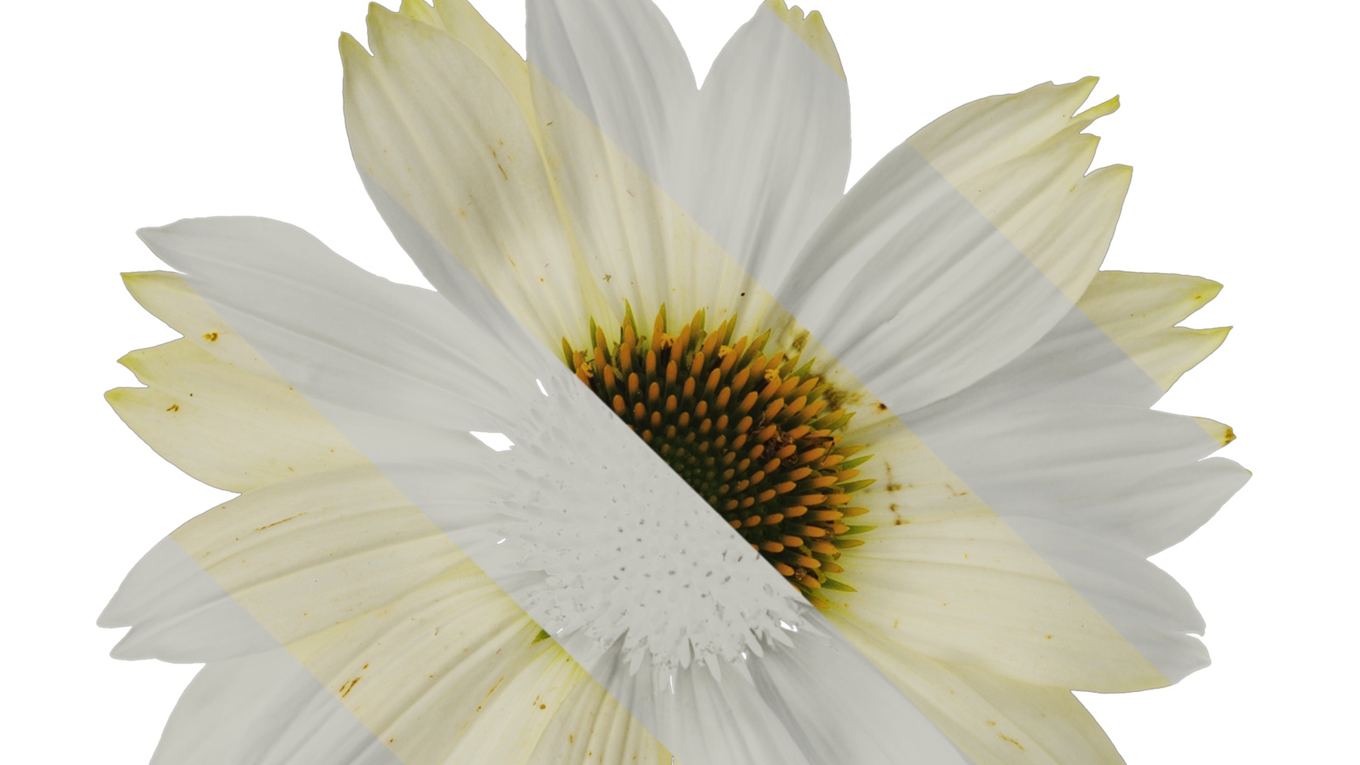 Anydrafts Echinacea purpurea Flower 03 Texture_1