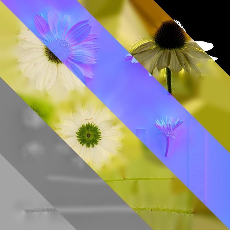 Anydrafts Echinacea purpurea Flower 03 Texture_8