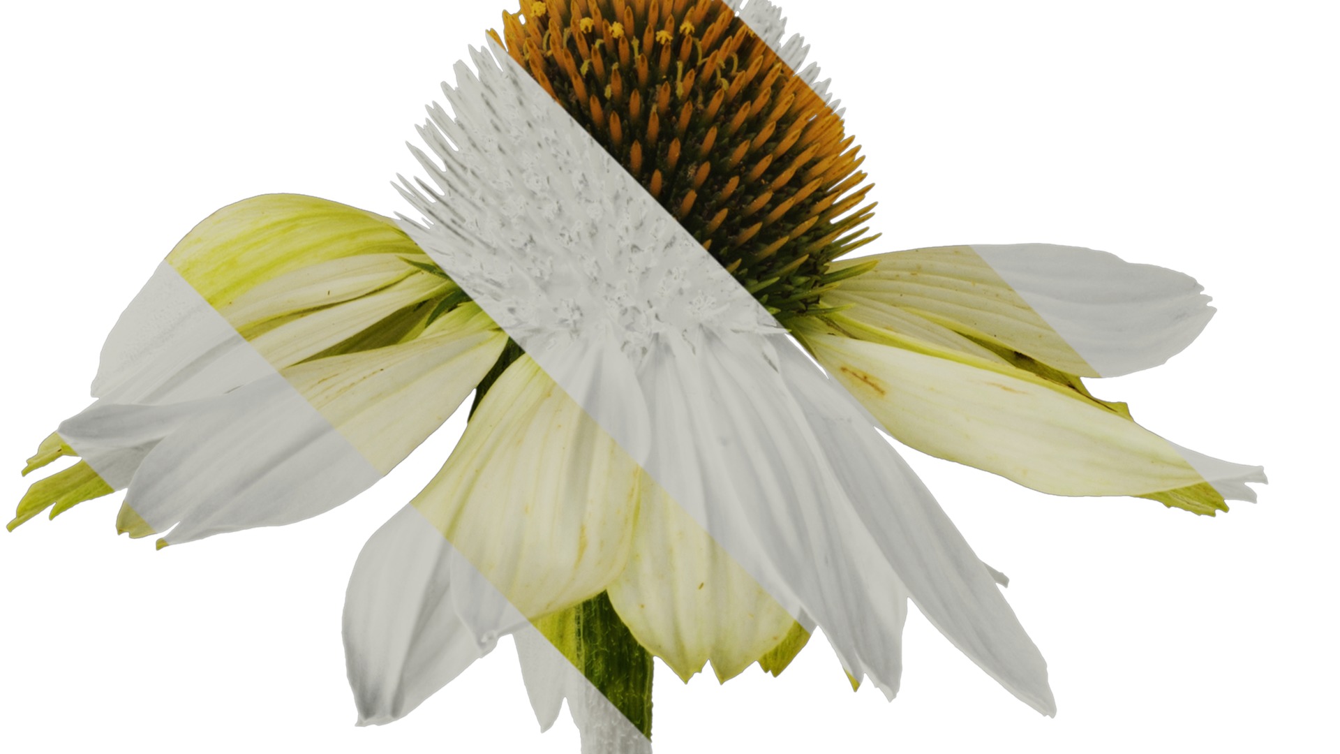 Anydrafts Echinacea purpurea Flower 03 Texture_2