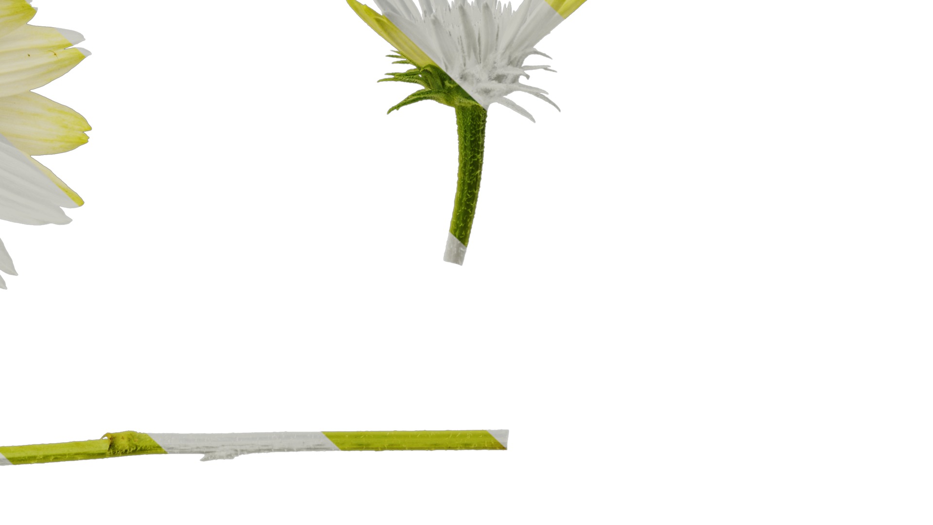 Anydrafts Echinacea purpurea Flower 03 Texture_6