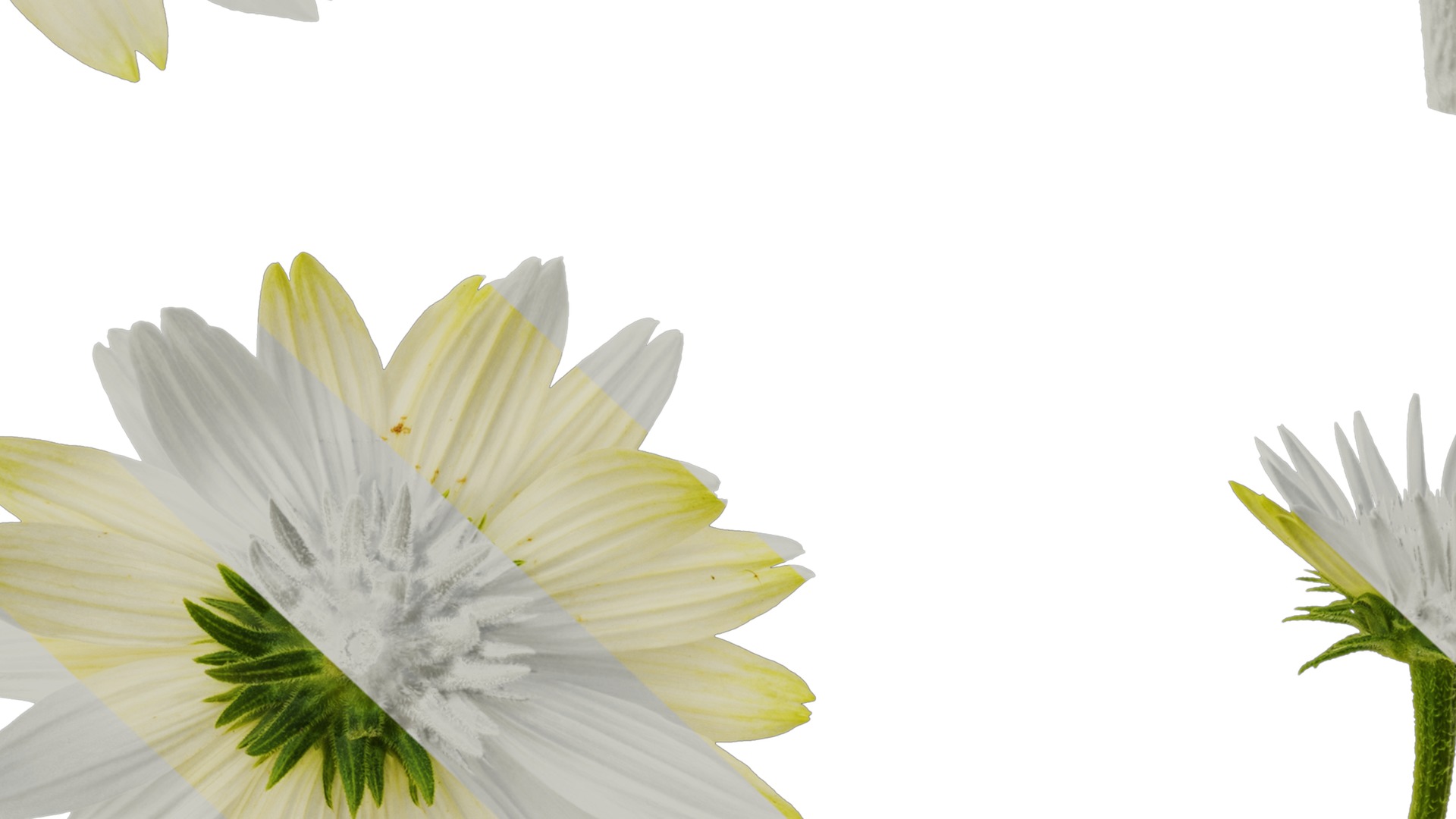 Anydrafts Echinacea purpurea Flower 03 Texture_7