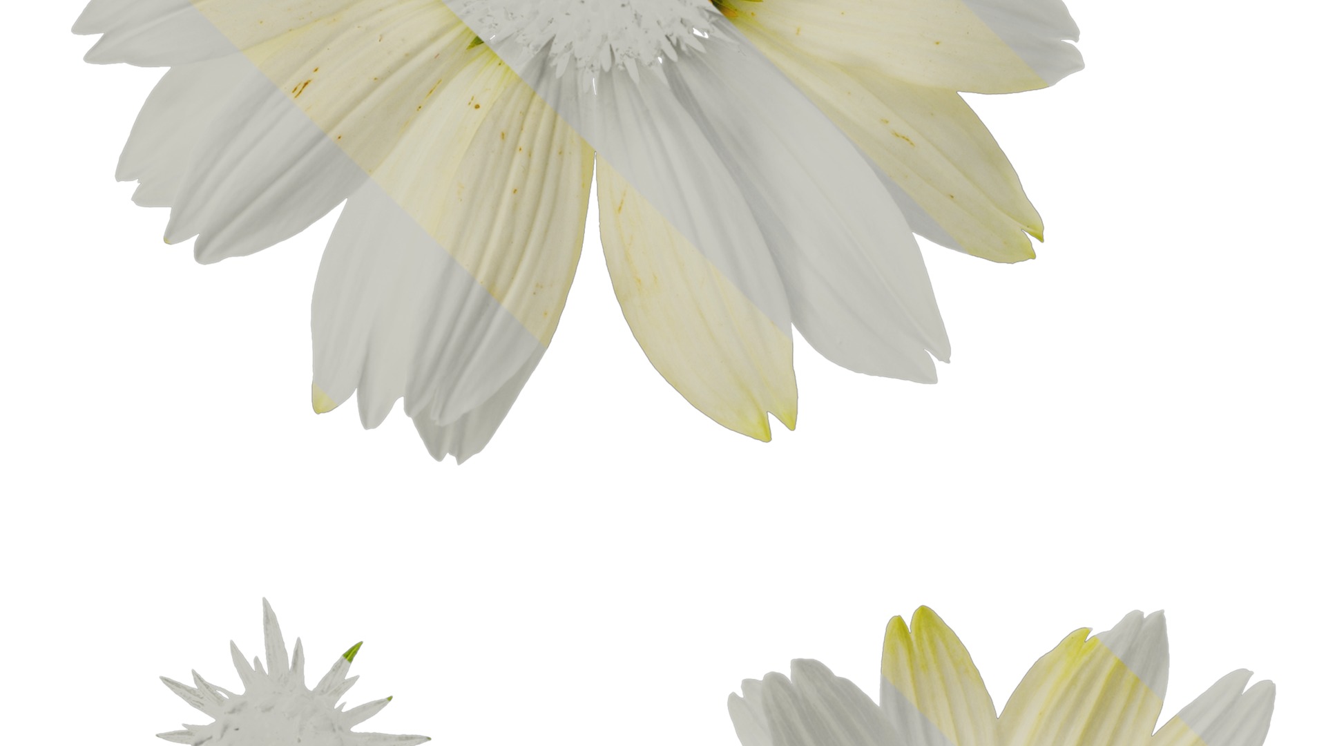 Anydrafts Echinacea purpurea Flower 03 Texture_3