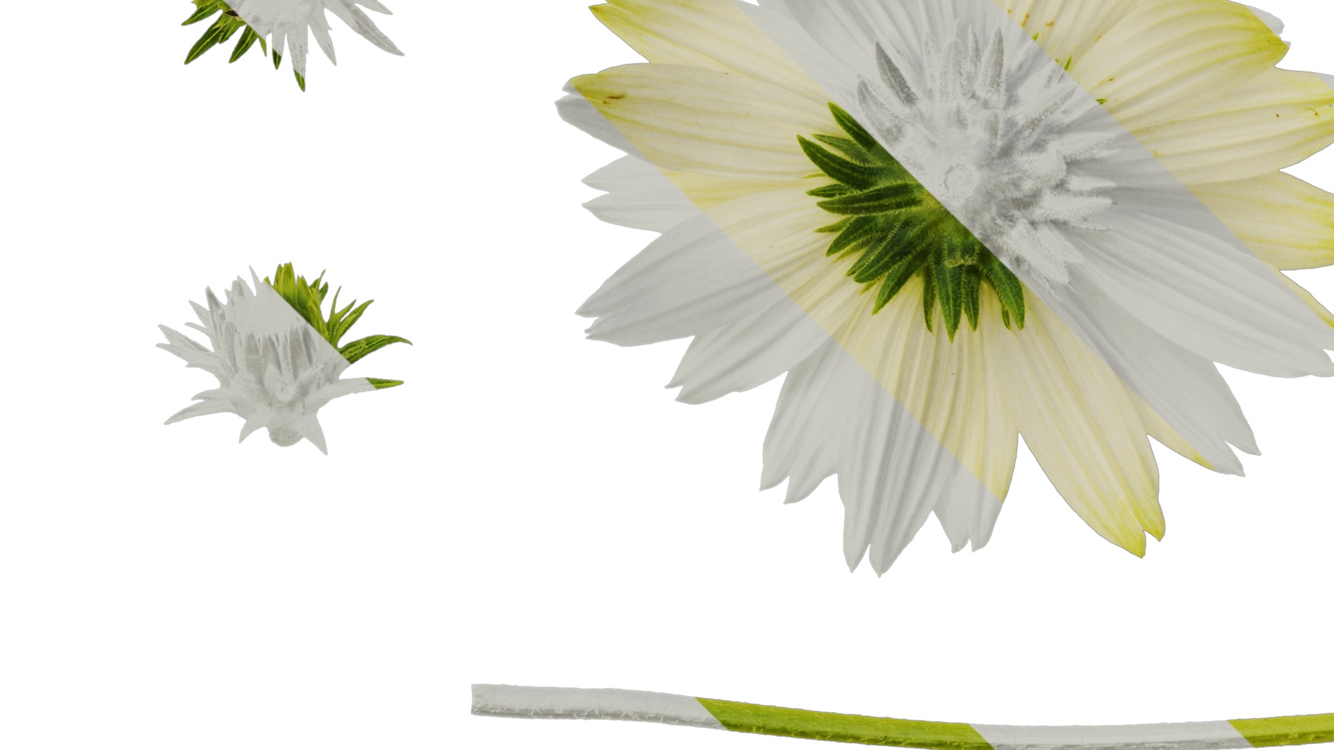 Anydrafts Echinacea purpurea Flower 03 Texture_5