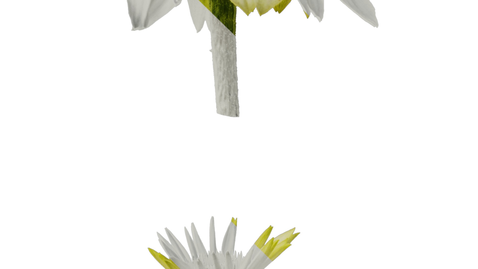 Anydrafts Echinacea purpurea Flower 03 Texture_4