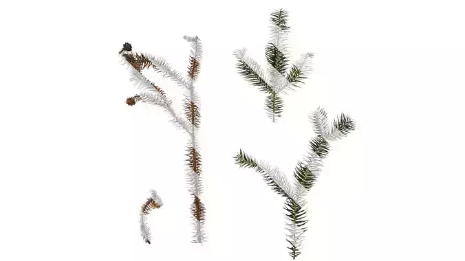 Anydrafts Cunninghamia lanceolata Leaf 09