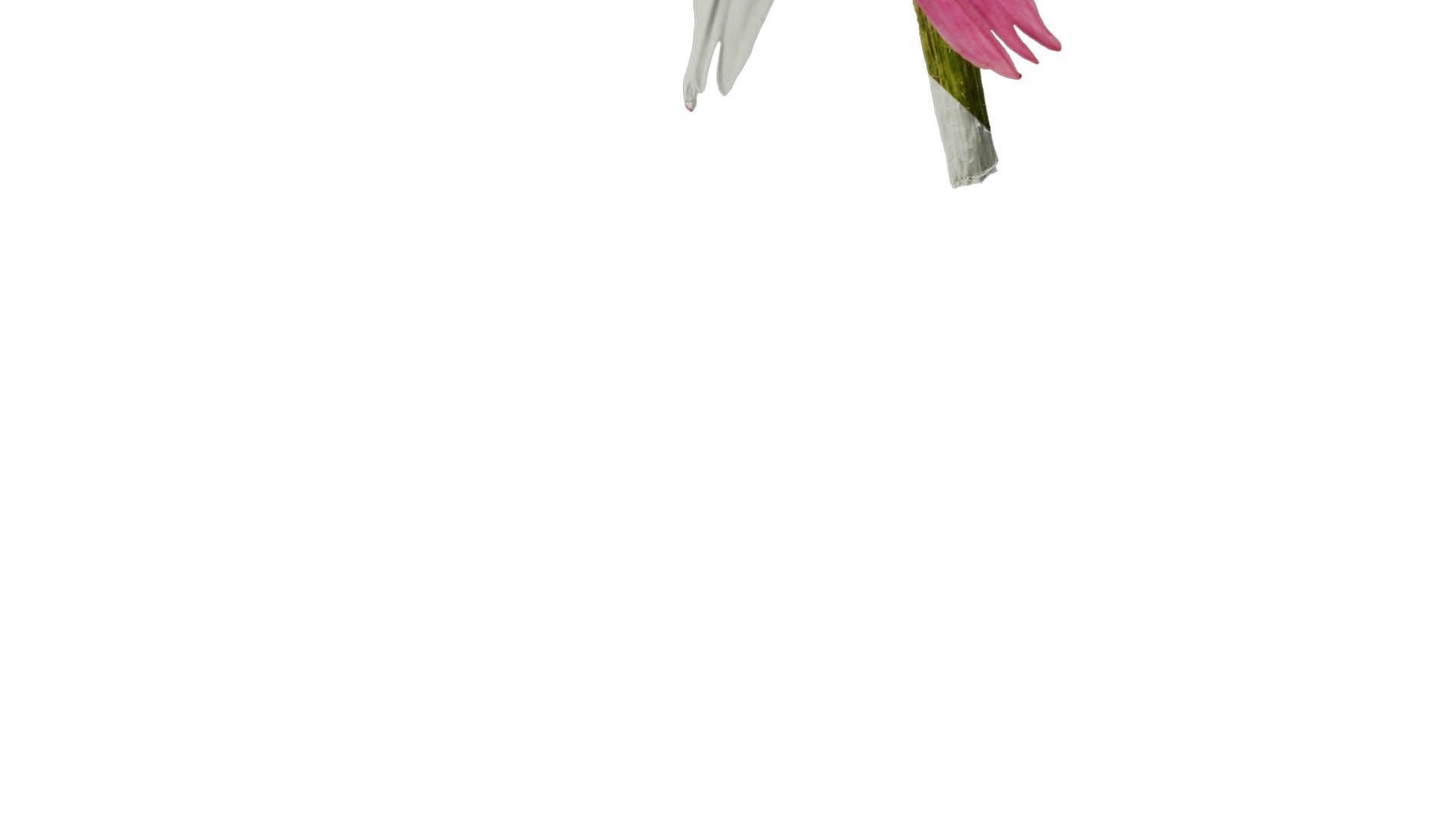 Anydrafts Echinacea purpurea Flower 05 Texture_6