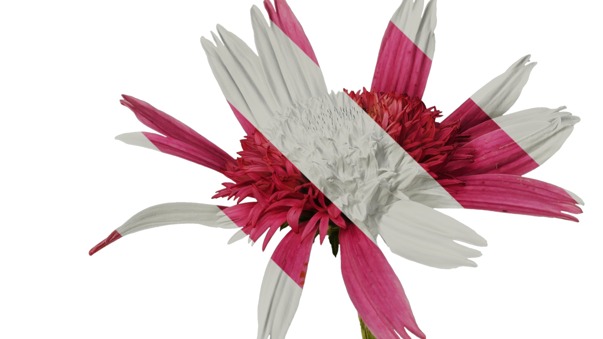 Anydrafts Echinacea purpurea Flower 05 Texture_4