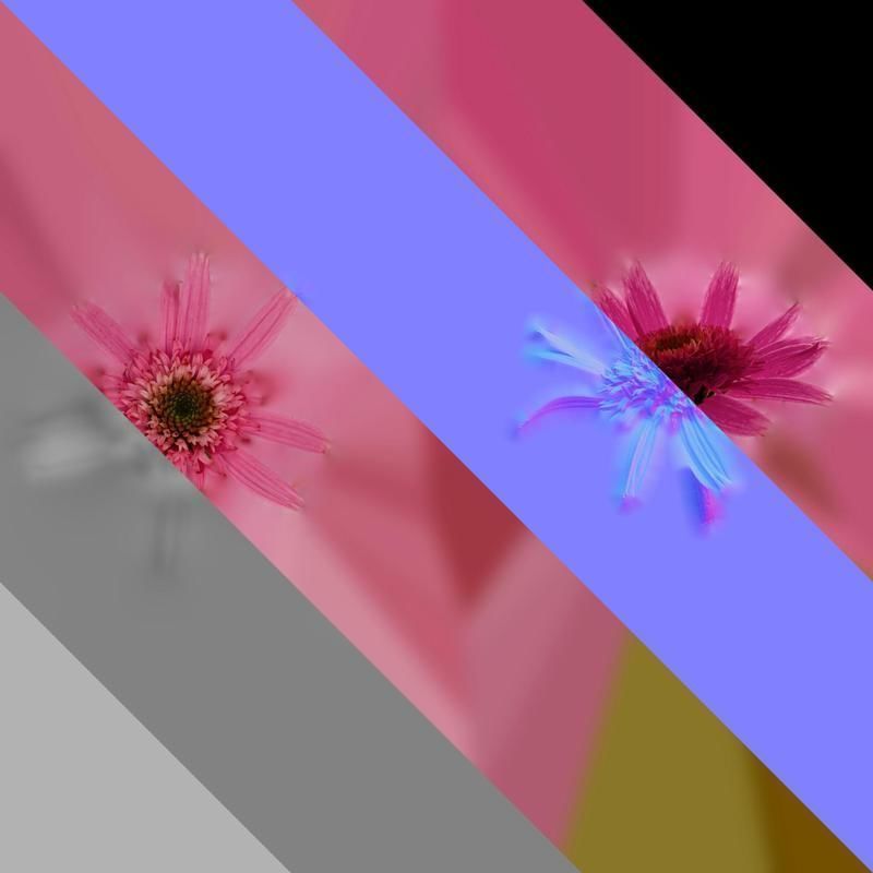 Anydrafts Echinacea purpurea Flower 05 Texture_8