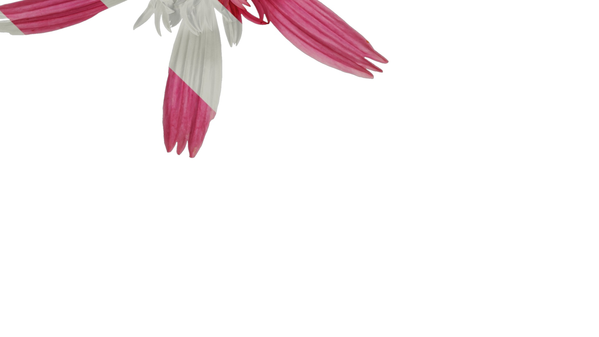 Anydrafts Echinacea purpurea Flower 05 Texture_5