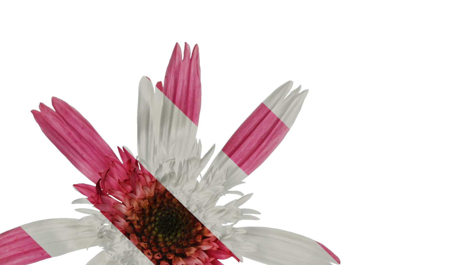 Anydrafts Echinacea purpurea Flower 05 Texture_3