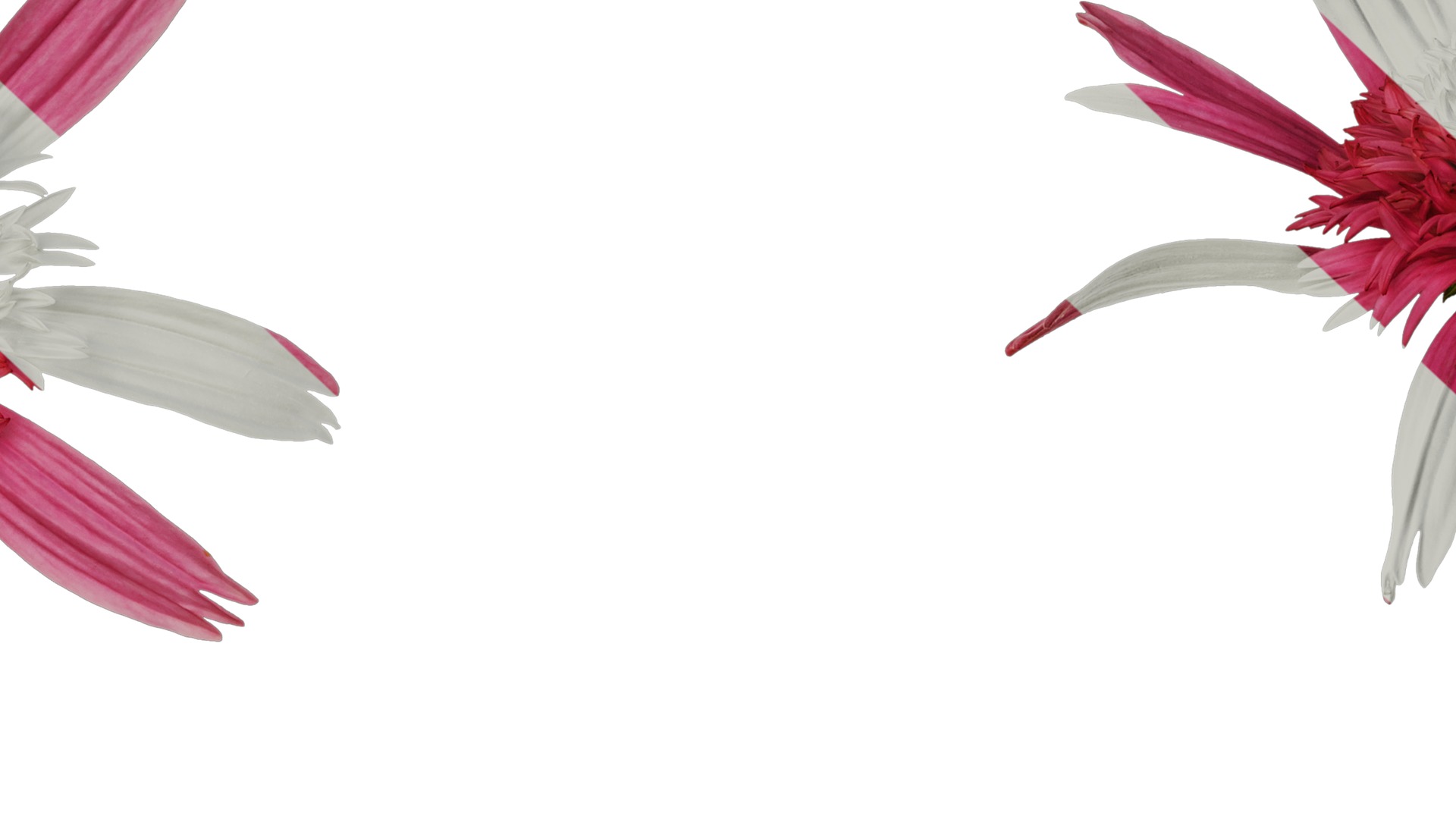 Anydrafts Echinacea purpurea Flower 05 Texture_7