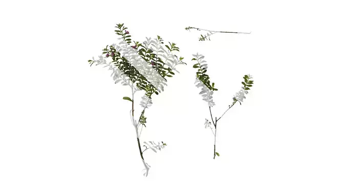 Anydrafts Cuphea Atlas 04