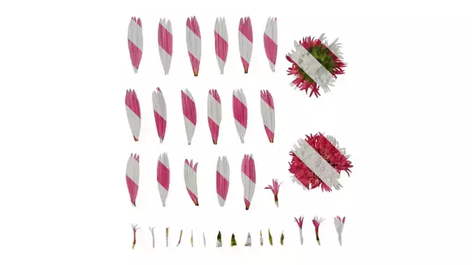 Anydrafts Echinacea purpurea Flower 06 Texture