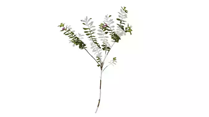 Anydrafts Cuphea Atlas 05