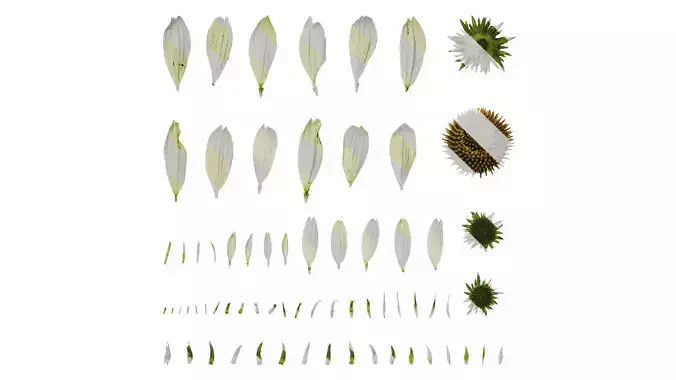 Anydrafts Echinacea purpurea Flower 07