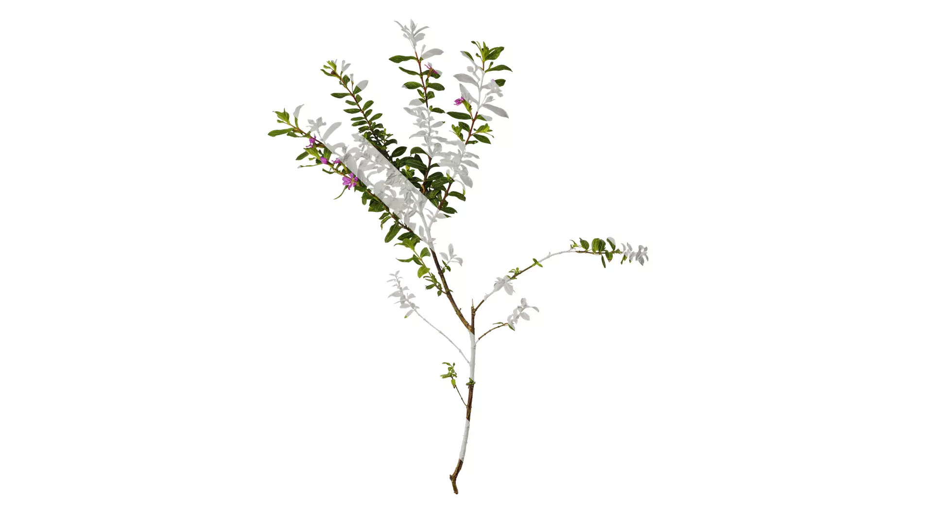 Anydrafts Cuphea Atlas 06 Texture_0