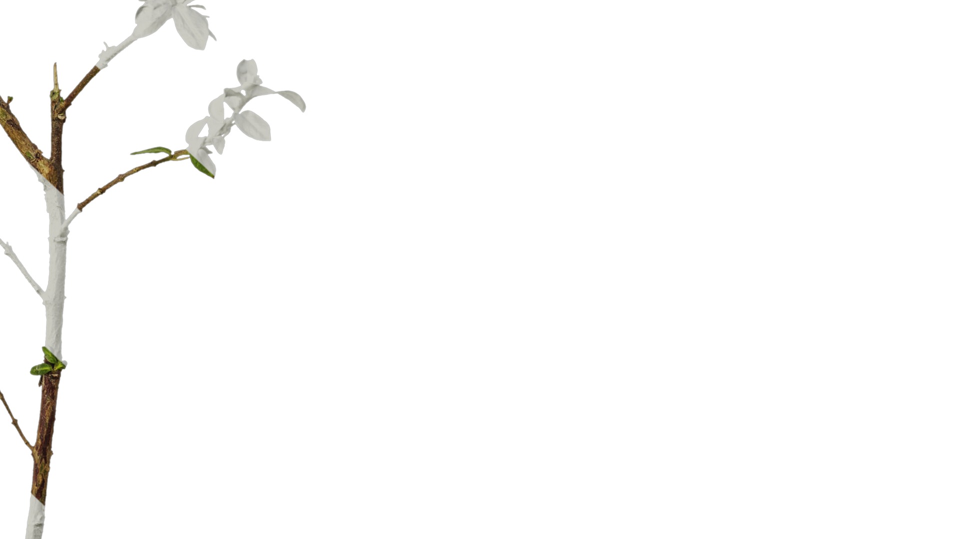 Anydrafts Cuphea Atlas 06 Texture_6