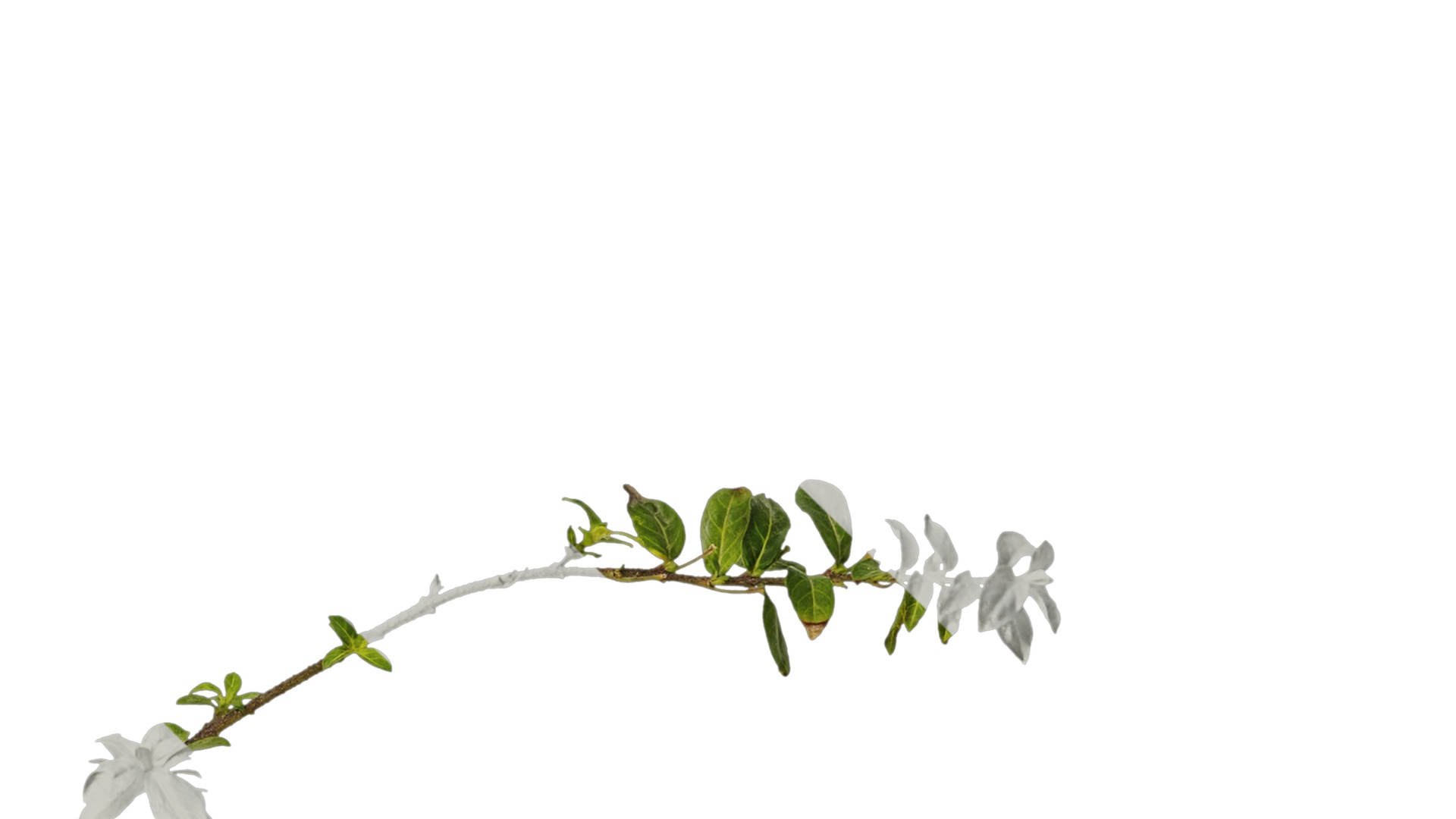 Anydrafts Cuphea Atlas 06 Texture_4