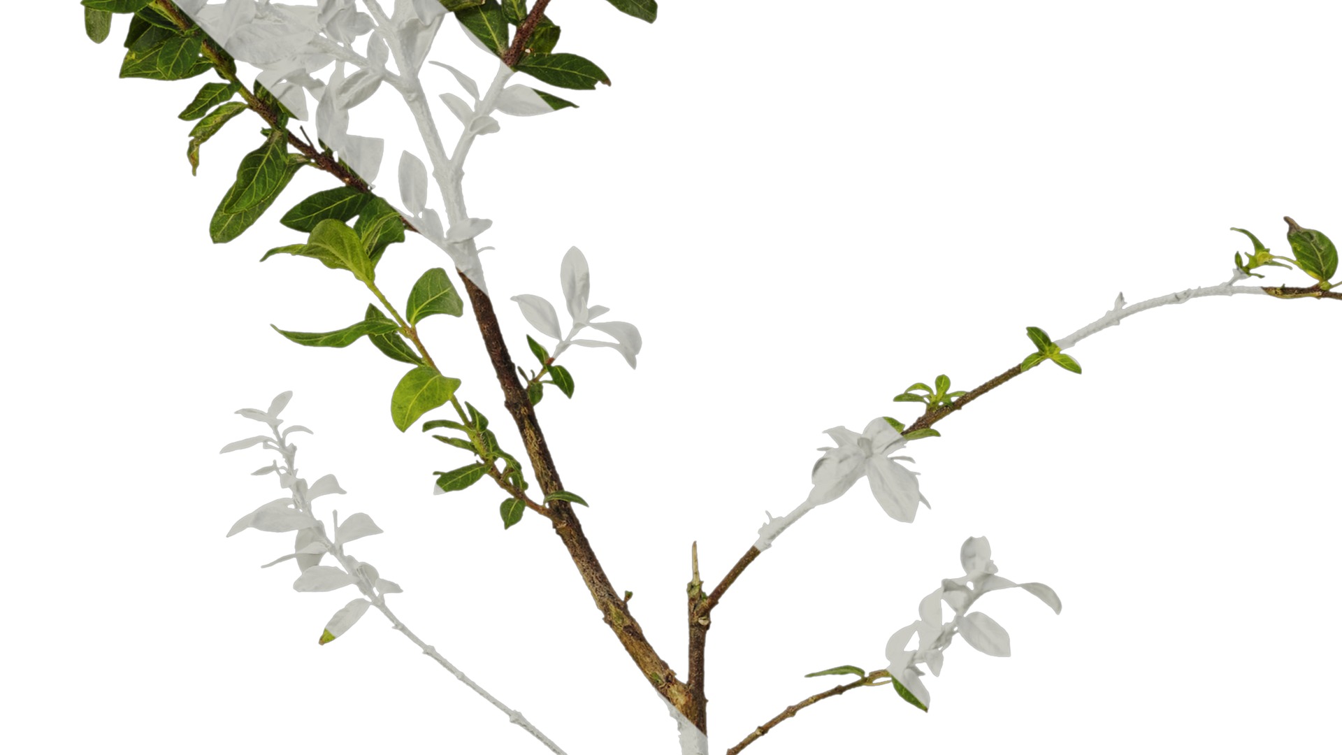 Anydrafts Cuphea Atlas 06 Texture_7