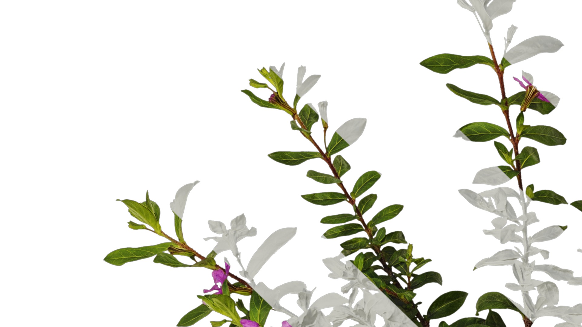 Anydrafts Cuphea Atlas 06 Texture_1