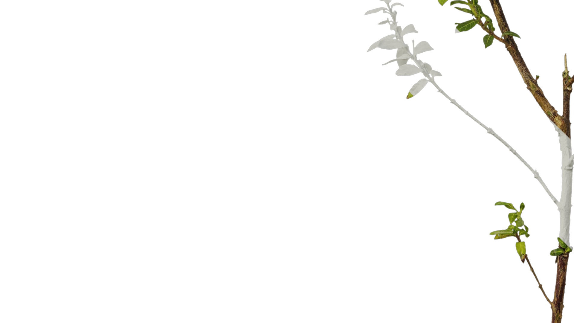 Anydrafts Cuphea Atlas 06 Texture_5