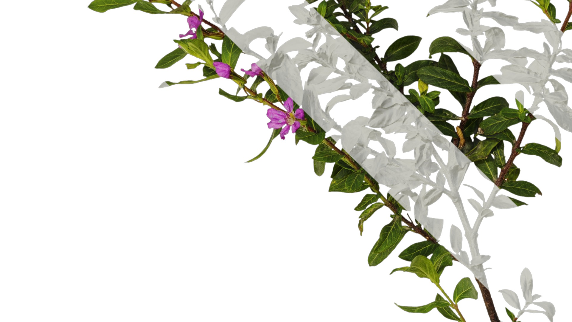 Anydrafts Cuphea Atlas 06 Texture_3