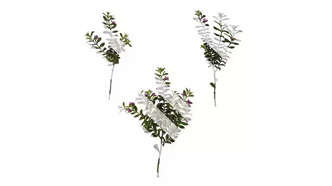 Anydrafts Cuphea Atlas 07