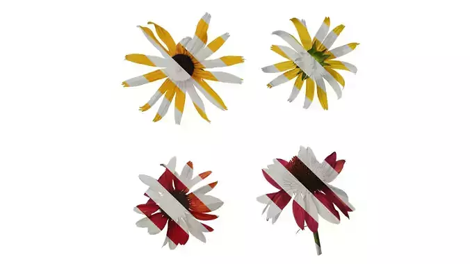 Anydrafts Echinacea purpurea Flower 08