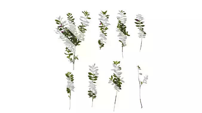 Anydrafts Cuphea Atlas 08