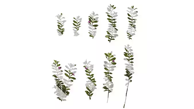 Anydrafts Cuphea Atlas 09