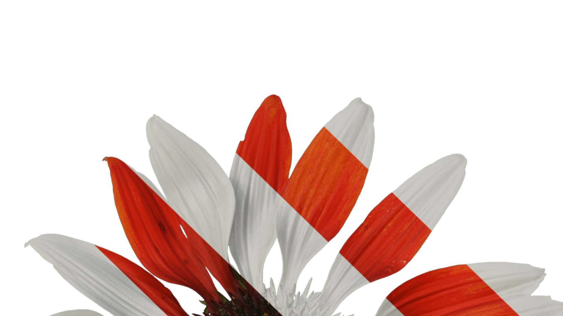 Anydrafts Echinacea purpurea Flower 10 Texture_1