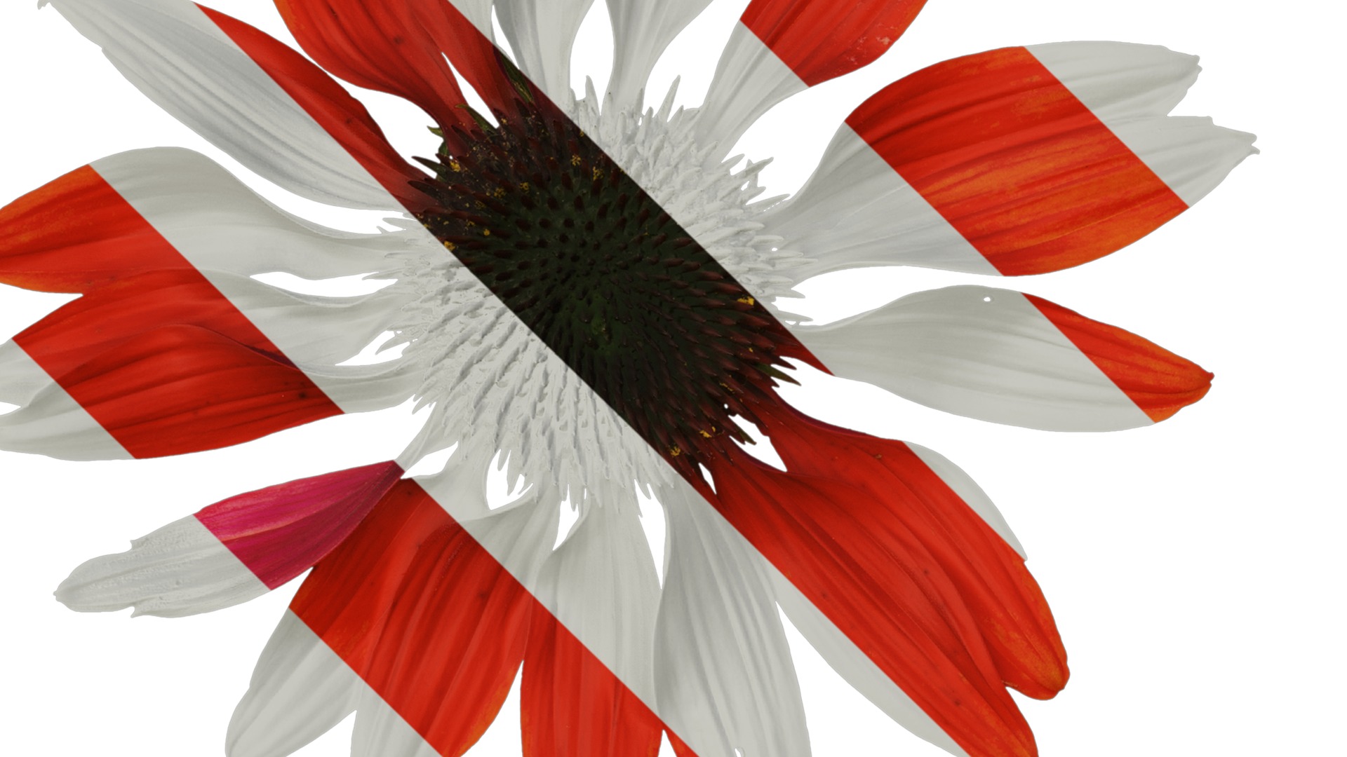 Anydrafts Echinacea purpurea Flower 10 Texture_3