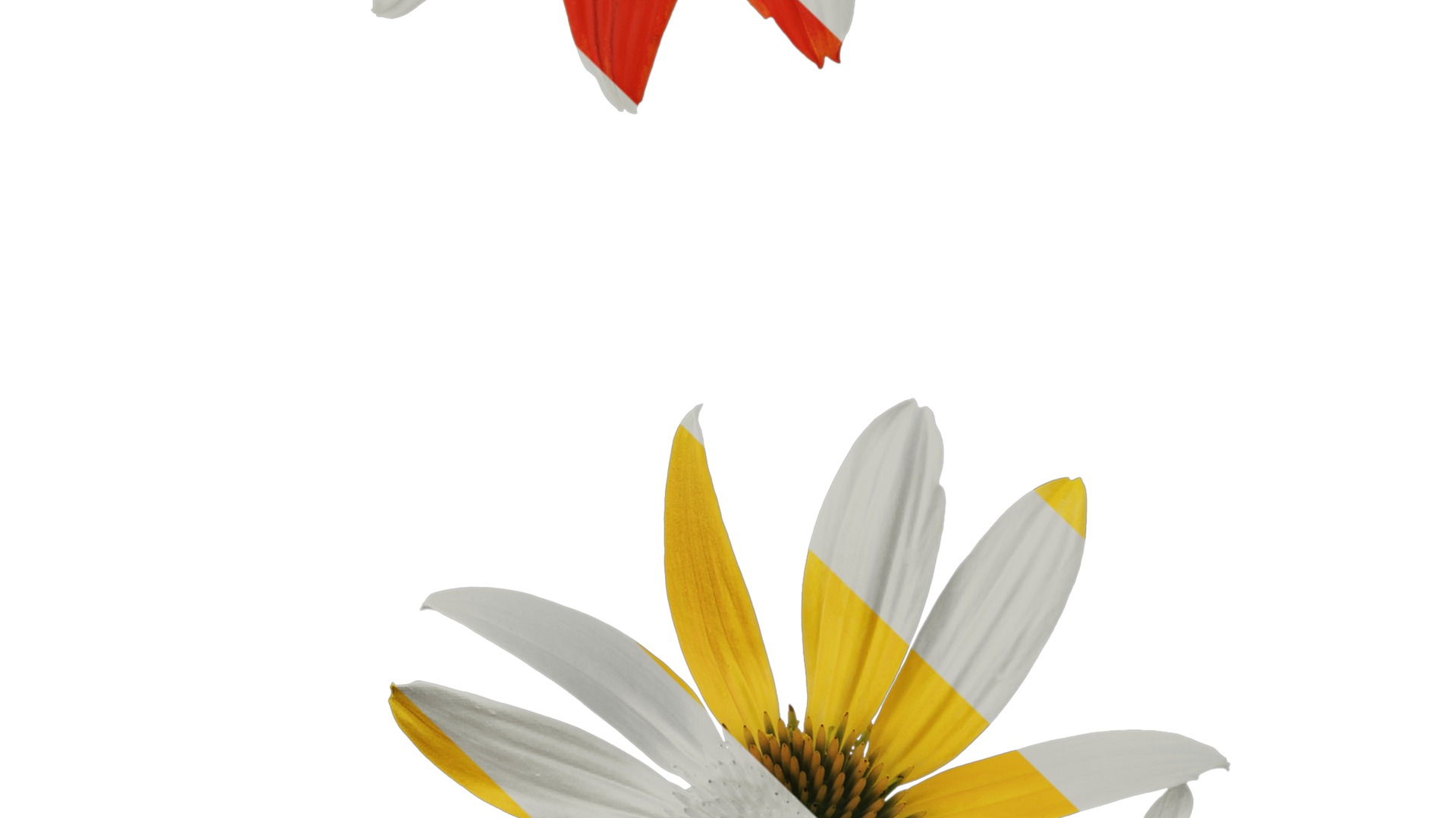 Anydrafts Echinacea purpurea Flower 10 Texture_5