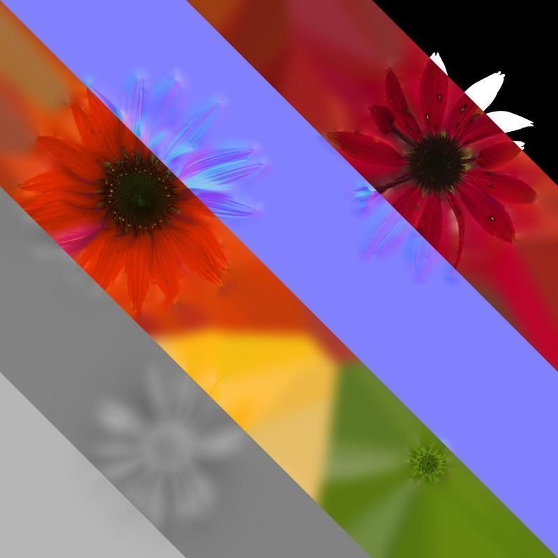 Anydrafts Echinacea purpurea Flower 10 Texture_8