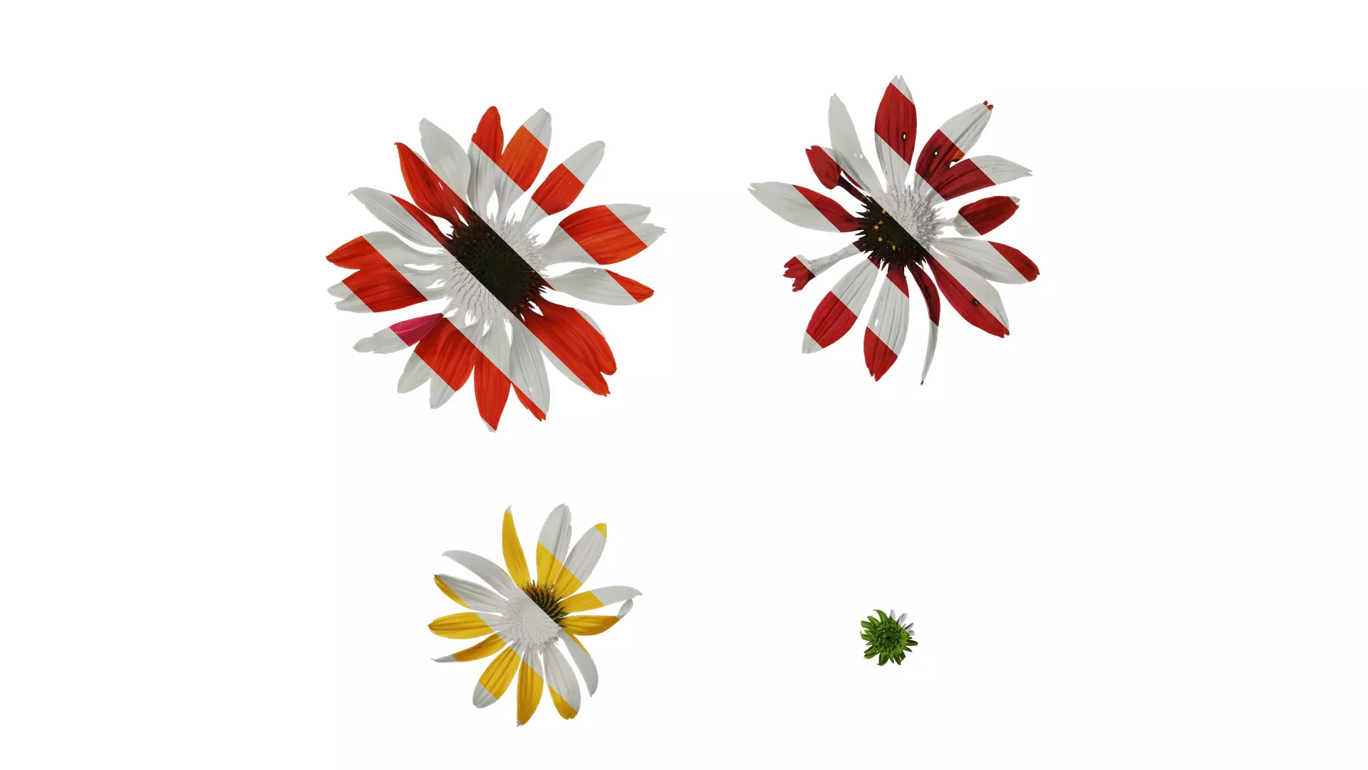 Anydrafts Echinacea purpurea Flower 10 Texture_0