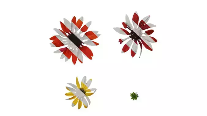 Anydrafts Echinacea purpurea Flower 10 Texture Anydrafts Echinacea purpurea Flower 10 Texture