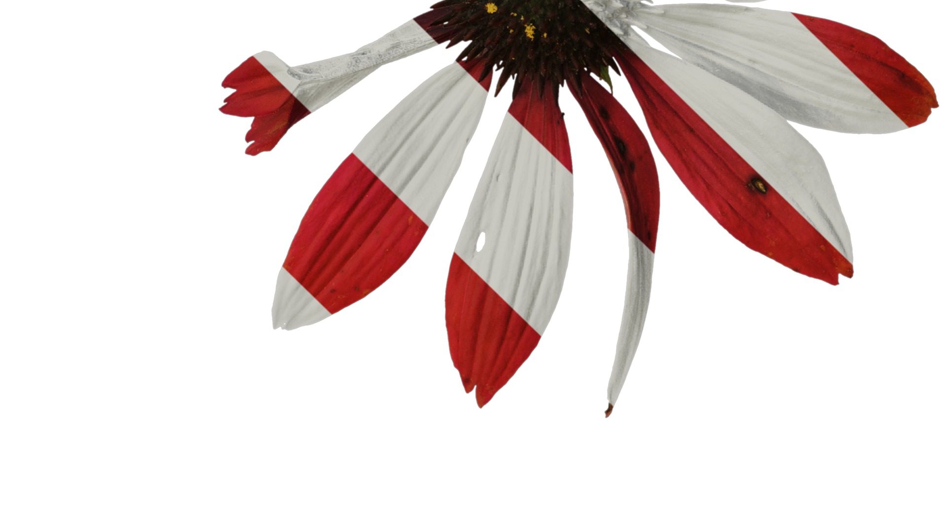 Anydrafts Echinacea purpurea Flower 10 Texture_4