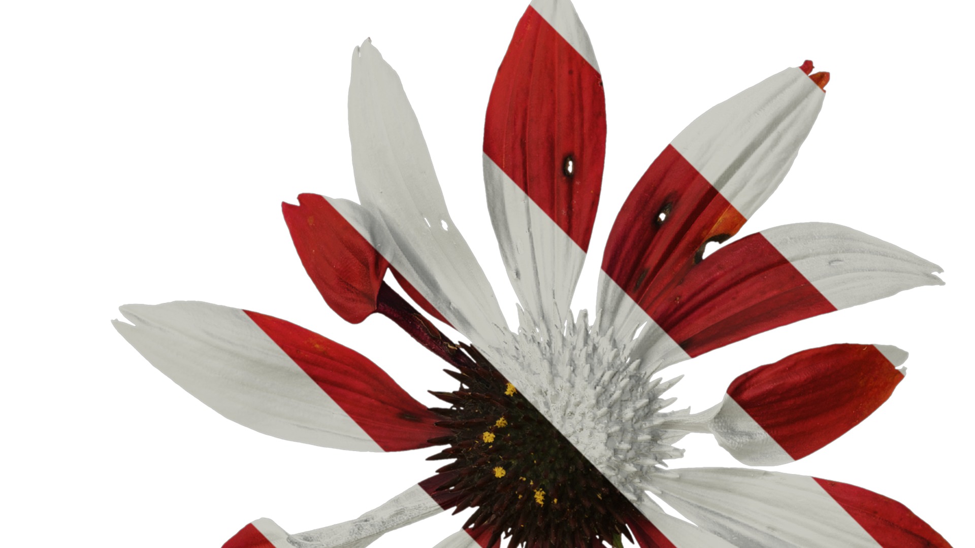 Anydrafts Echinacea purpurea Flower 10 Texture_2