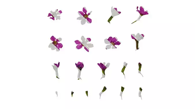 Anydrafts Cuphea Flower 02