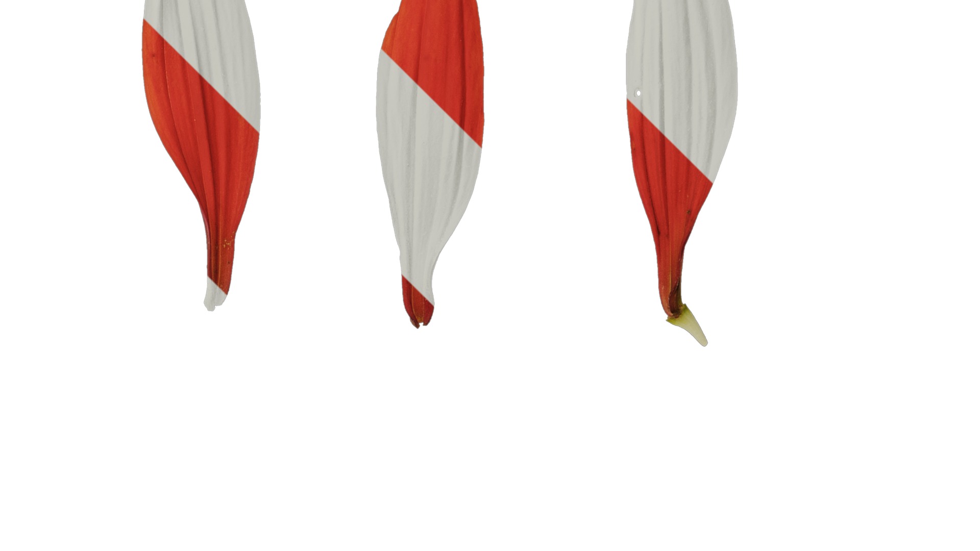 Anydrafts Echinacea purpurea Flower 11 Texture_2