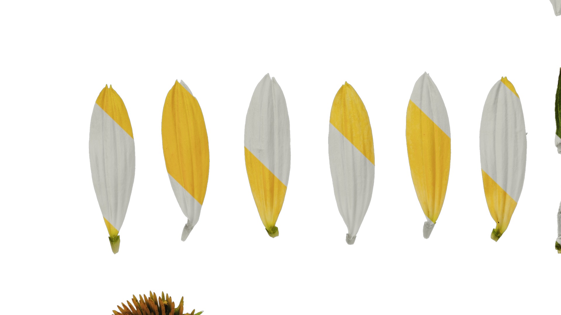 Anydrafts Echinacea purpurea Flower 11 Texture_5