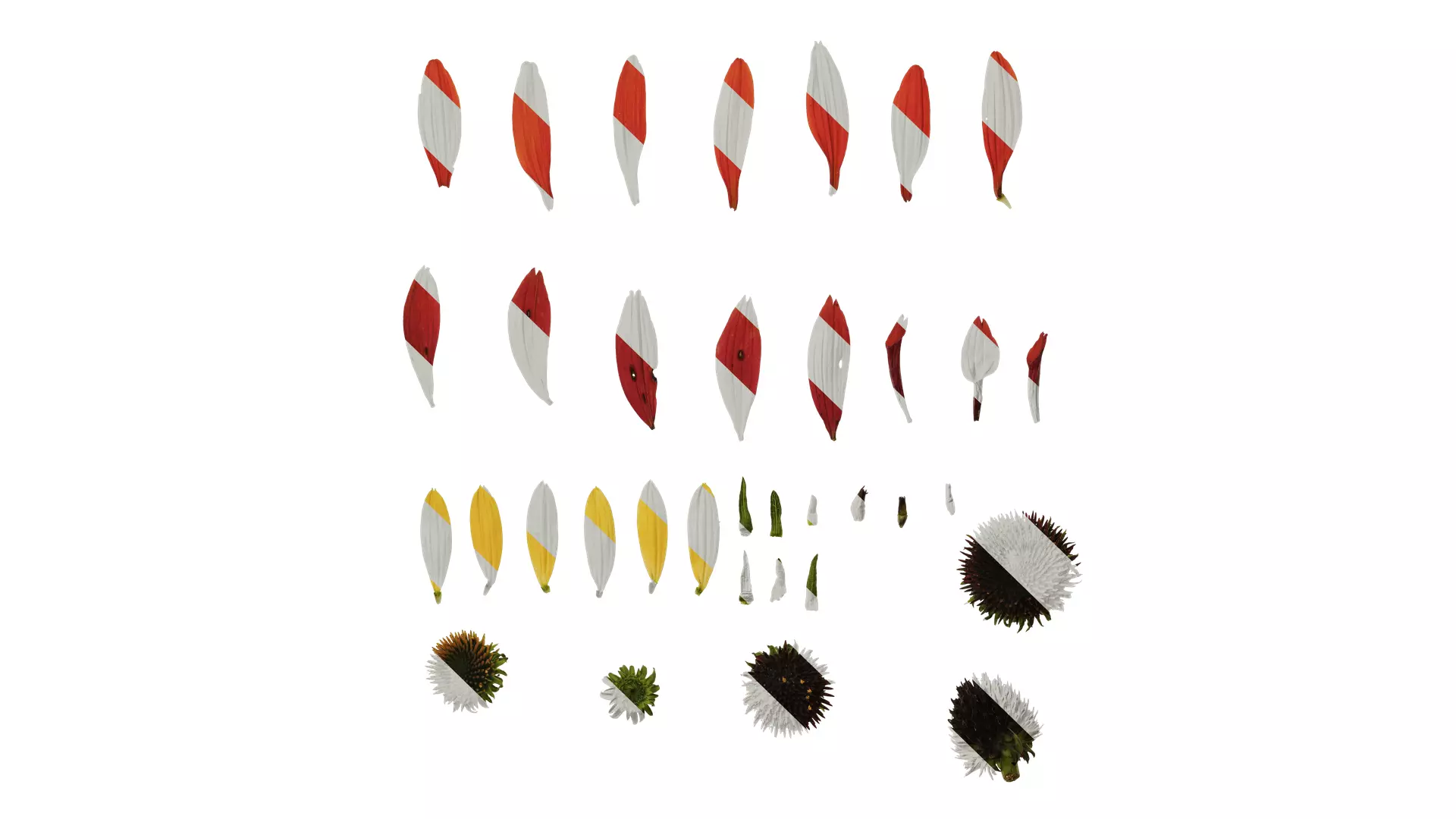 Anydrafts Echinacea purpurea Flower 11 Texture_0