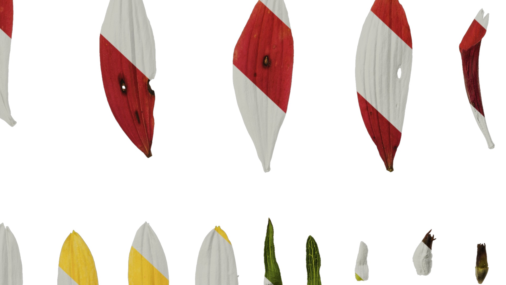 Anydrafts Echinacea purpurea Flower 11 Texture_7