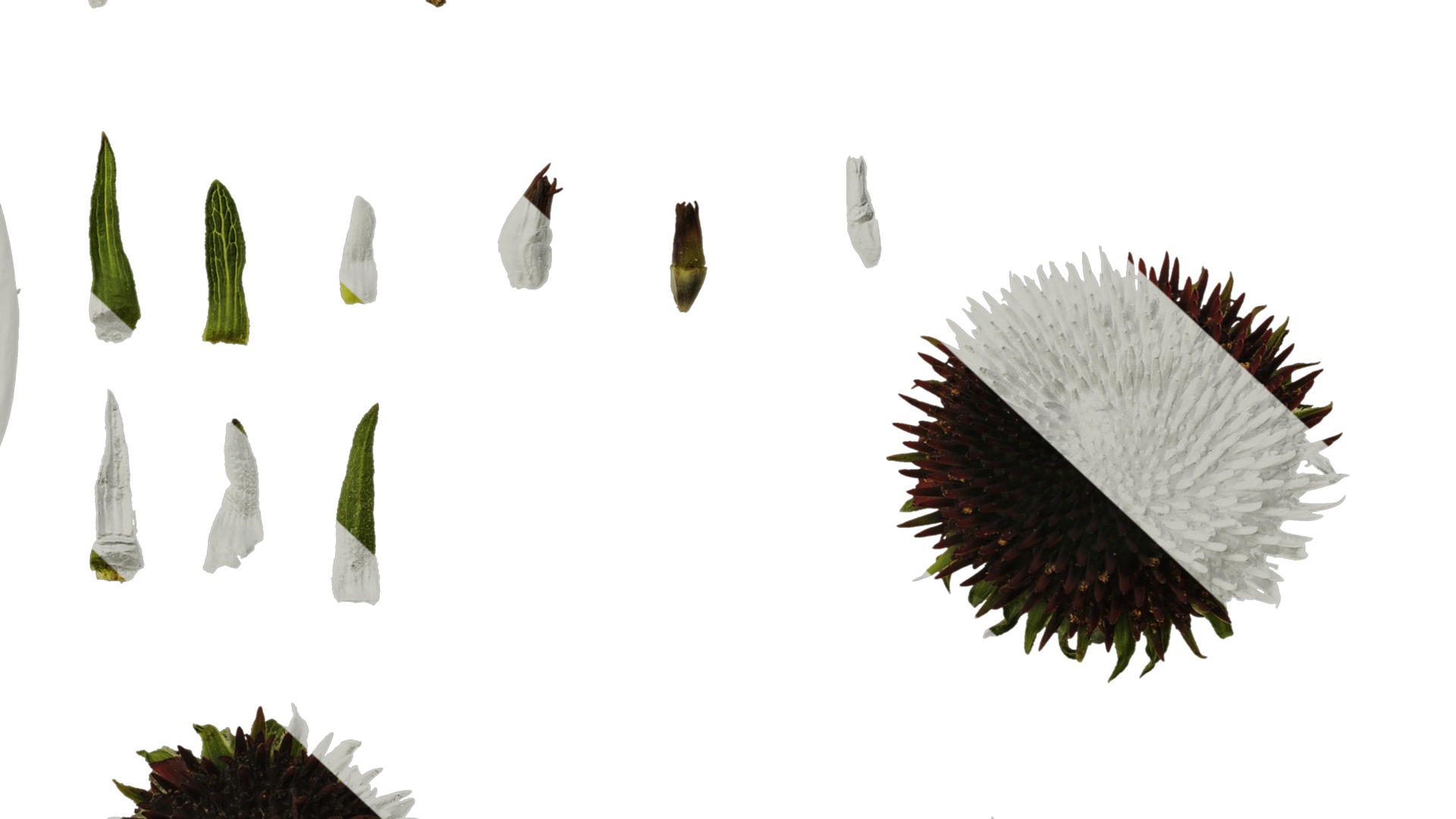 Anydrafts Echinacea purpurea Flower 11 Texture_6