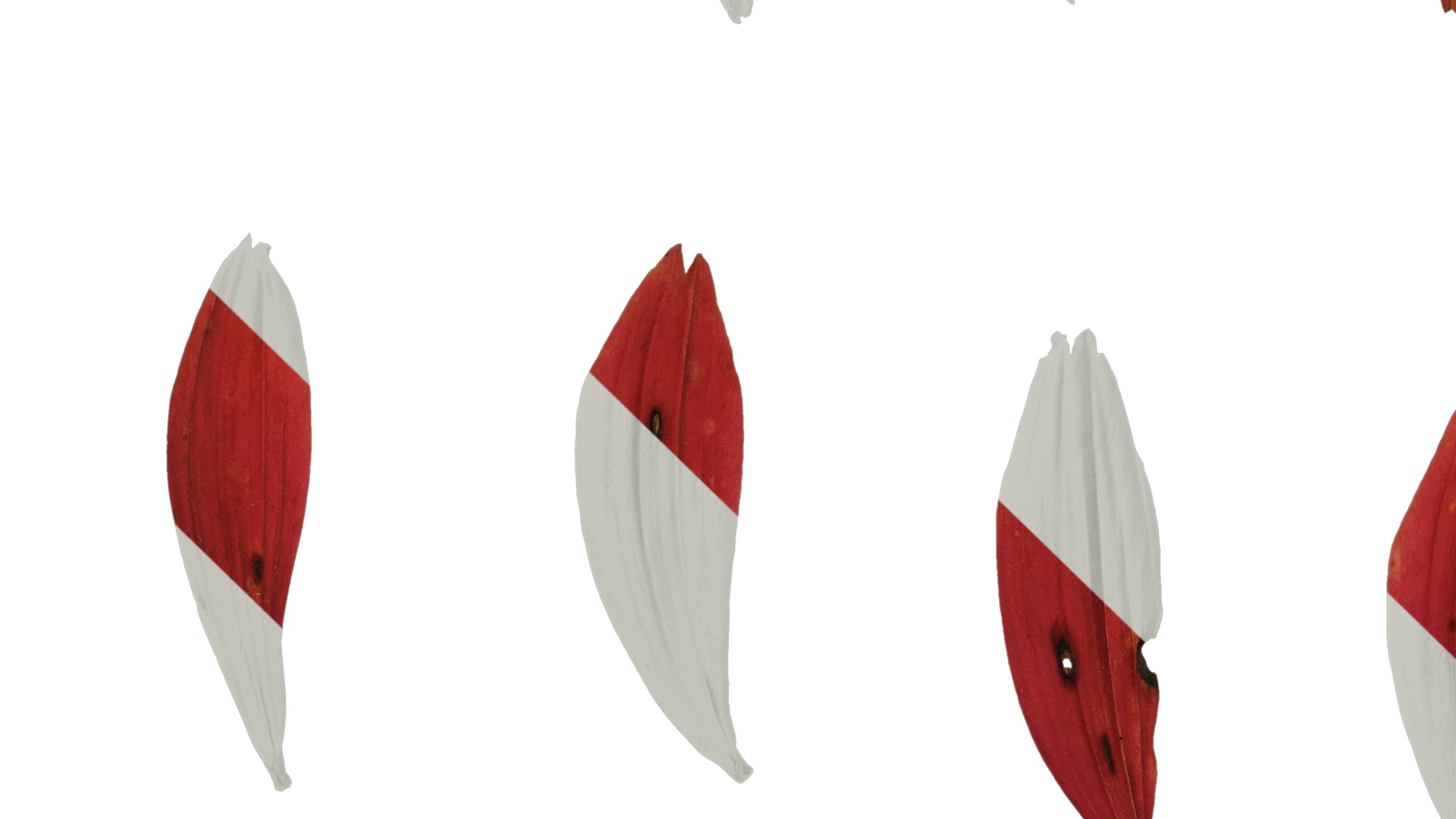 Anydrafts Echinacea purpurea Flower 11 Texture_3