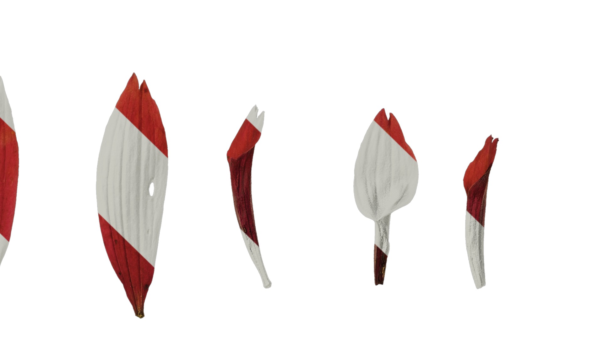 Anydrafts Echinacea purpurea Flower 11 Texture_4