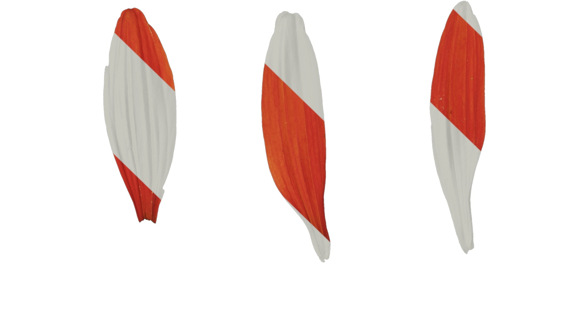 Anydrafts Echinacea purpurea Flower 11 Texture_1