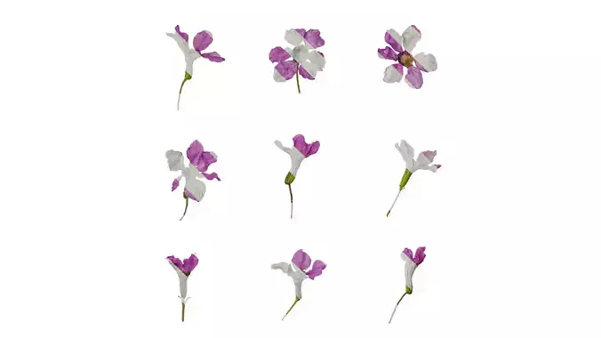 Anydrafts Cuphea Flower 03