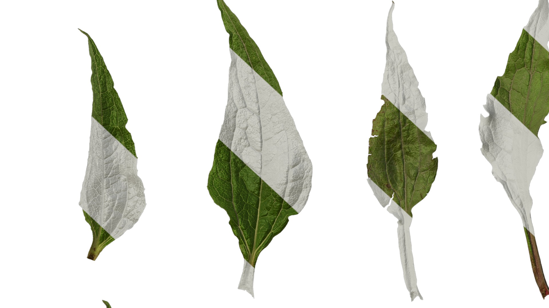 Anydrafts Echinacea purpurea Leaf 01 Texture_7