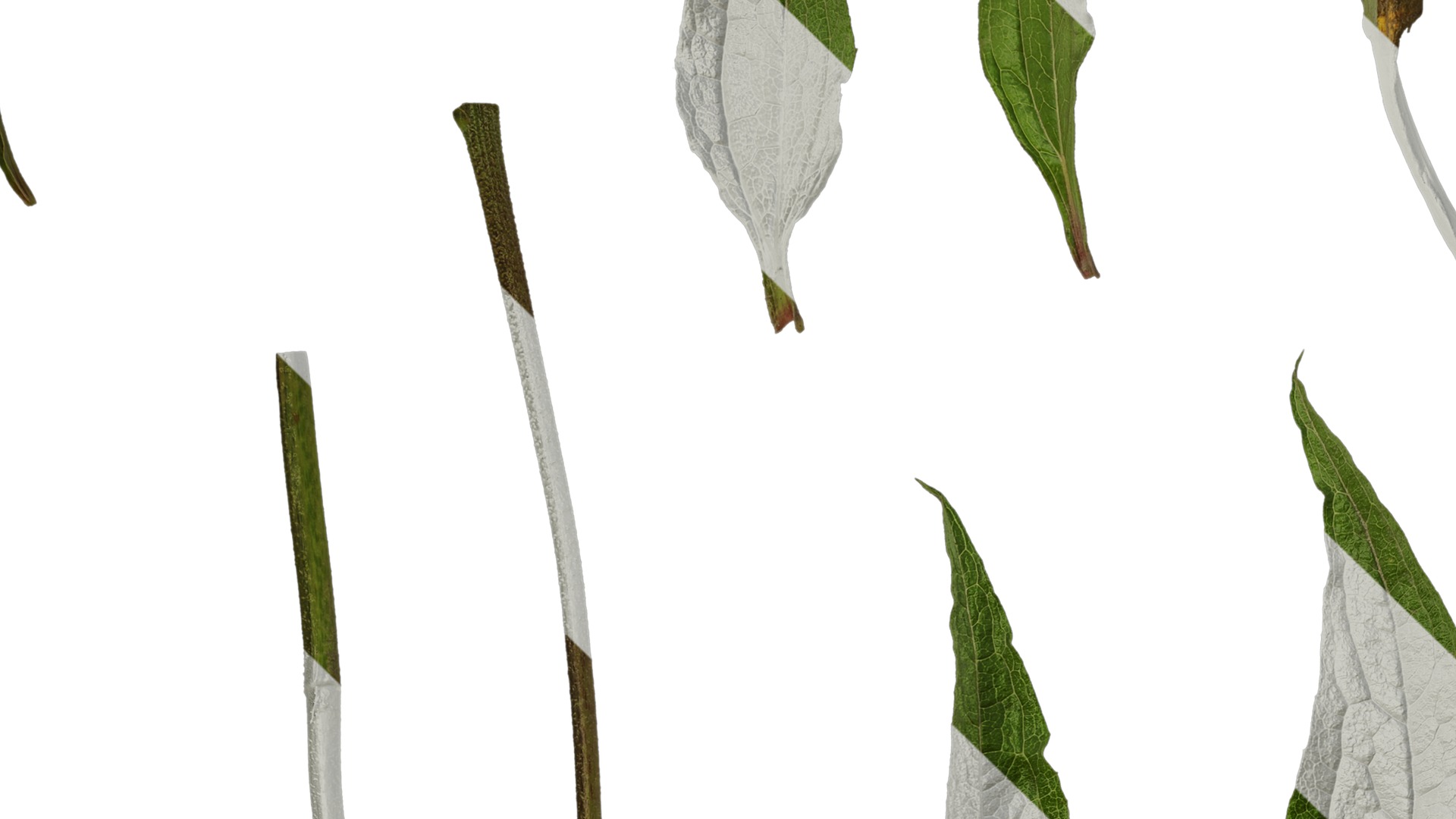 Anydrafts Echinacea purpurea Leaf 01 Texture_3